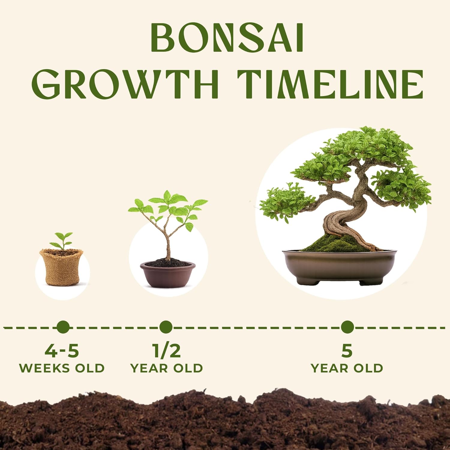 DIY Bonsai Tree Kit for Beginners – Complete Indoor Bonsai Starter Kit