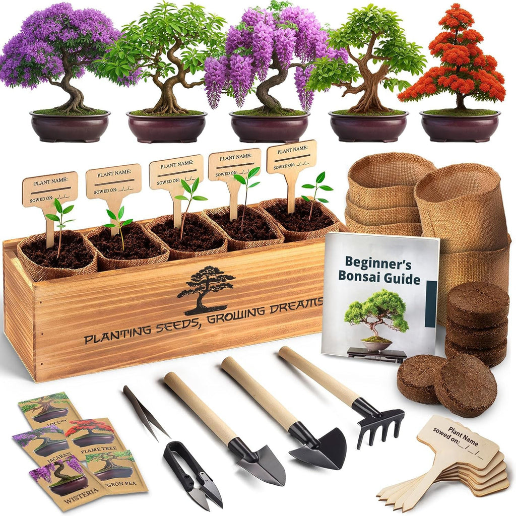 DIY Bonsai Tree Kit for Beginners – Complete Indoor Bonsai Starter Kit
